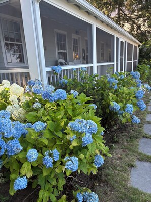 A house with a covered porch and a garden with hydrangea plants. - Charming 4-bedroom cottage on Lake Wequaquet (Barnstable)