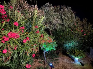 A garden with various plants and flowers, illuminated by artificial lighting. - La Marana house, beach 100m away, air-conditioned, terrace and garden. Sleeps 4/6. (Borgo)