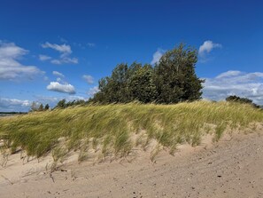 A sandy landscape with grass and trees under a clear sky.