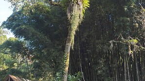 Une cabane perchée dans un arbre, dotée d’une terrasse en bois et d’un toit en métal, entourée d’une végétation luxuriante et de bambous.