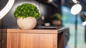 A potted plant on a wooden cabinet in a modern interior.