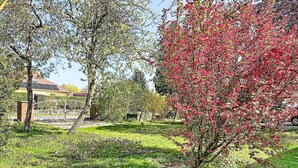 Un jardín residencial con césped, un muro de ladrillo y un árbol con flores rojas.