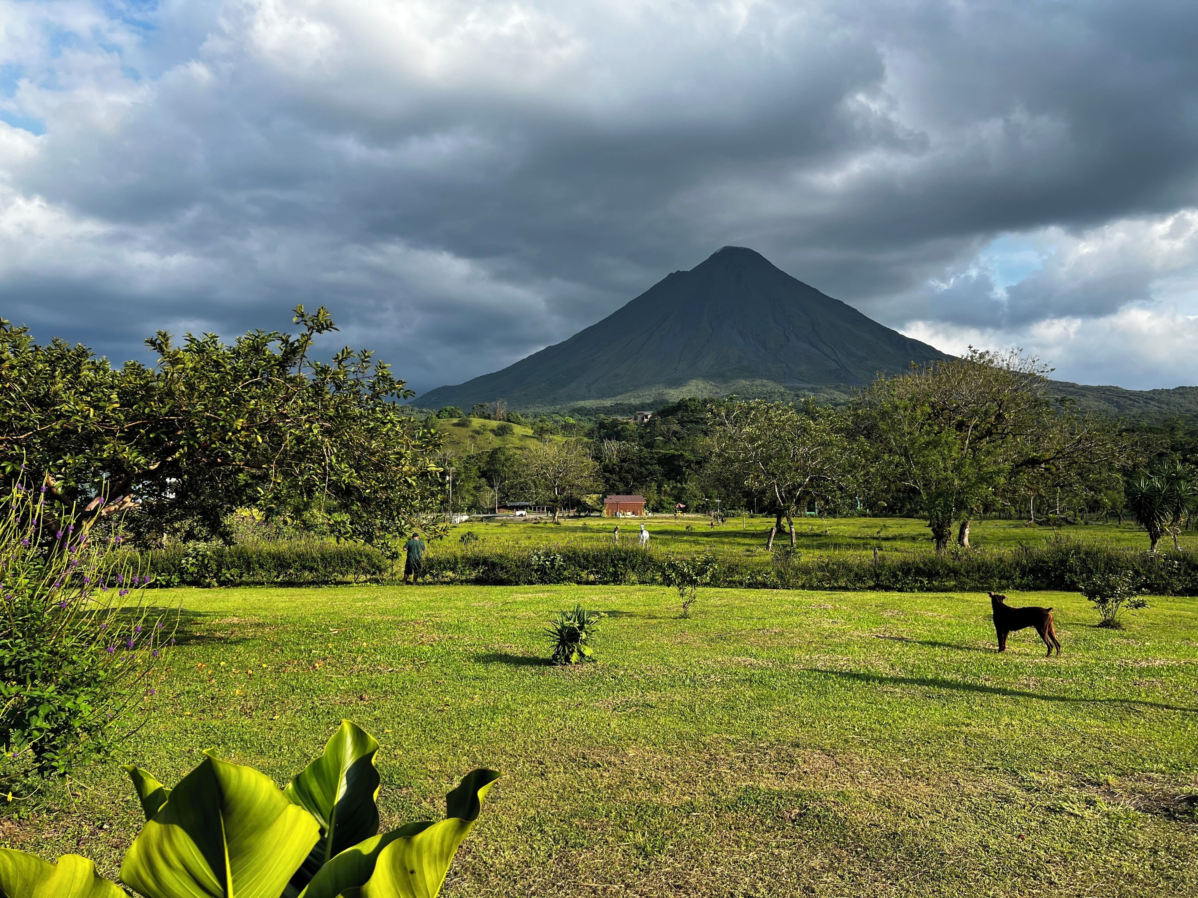 Un campo cubierto de hierba con una montaña al fondo.