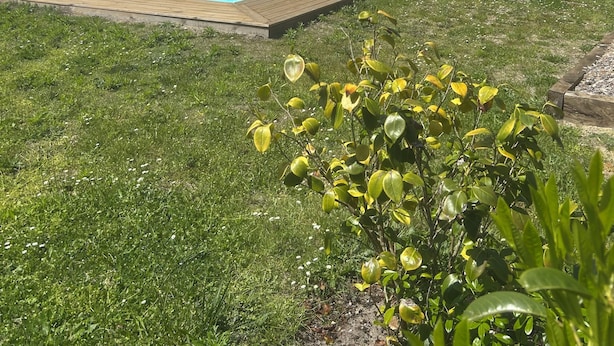 Een huis met een zwembad, terrasmeubels en een tuin.