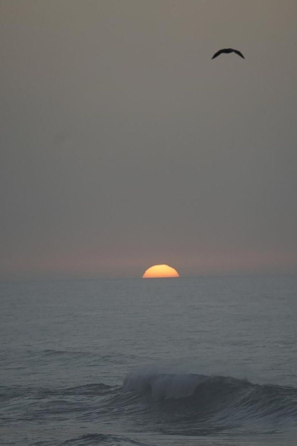 Un coucher de soleil sur l’océan, avec un oiseau qui vole dans le ciel.