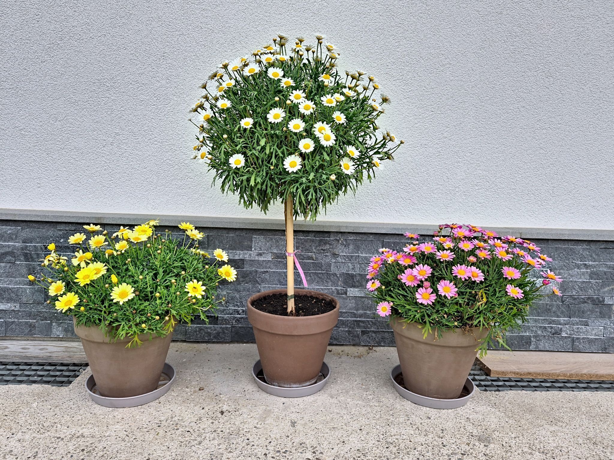 Three potted plants with yellow, white, and pink flowers against a grey wall.