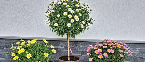 Three potted plants with yellow, white, and pink flowers against a grey wall.