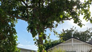 A paved pathway leading to a white building, surrounded by lush greenery and various plants. - Freundlich eingerichtete Wohnung mit Meerblick by Interhome (Dahme)