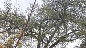 Een gebouw met een tuin, een bankje en een kleine boom.