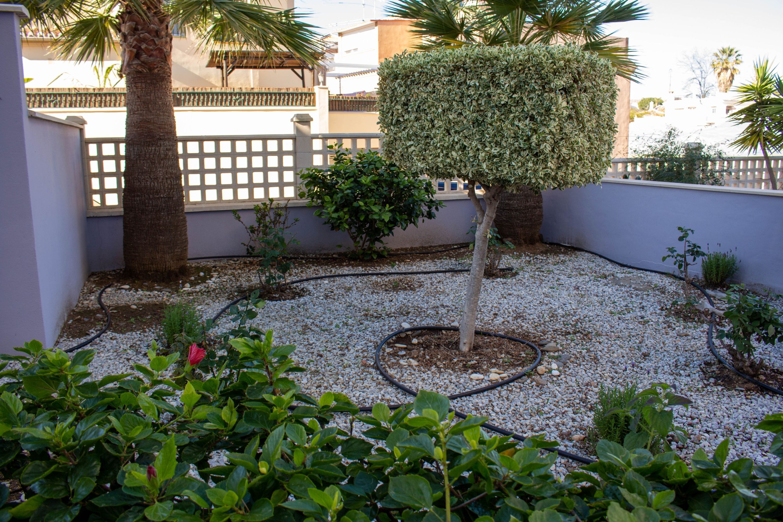 A garden with a neatly trimmed topiary, a palm tree, and a variety of shrubs.
