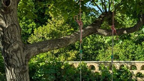 A tree with a swing, a metal table with chairs, and a stone wall in the background. - Gîte avec piscine privée situé à Uzès (Uzès)