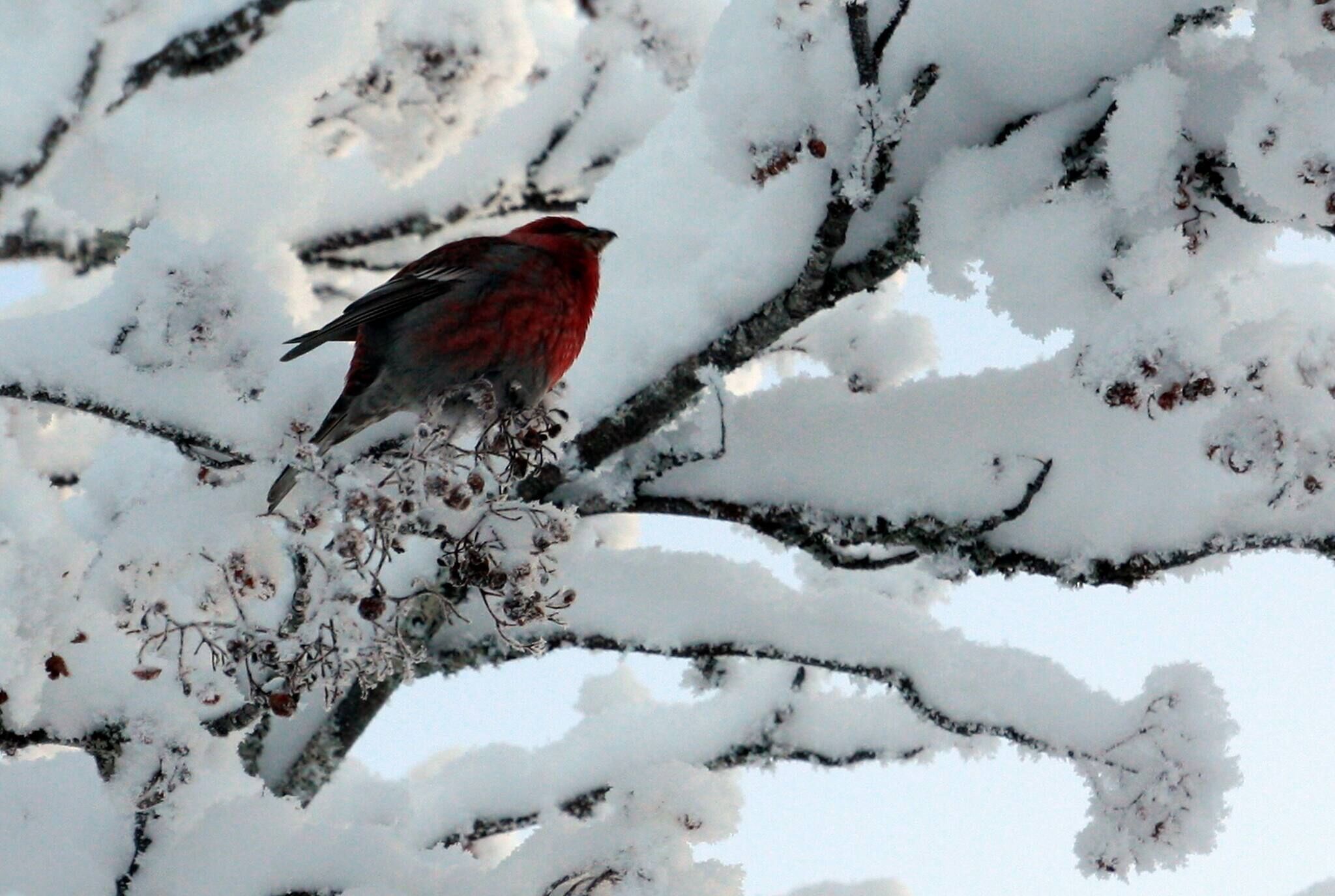 Un ocell posat sobre branques cobertes de neu.