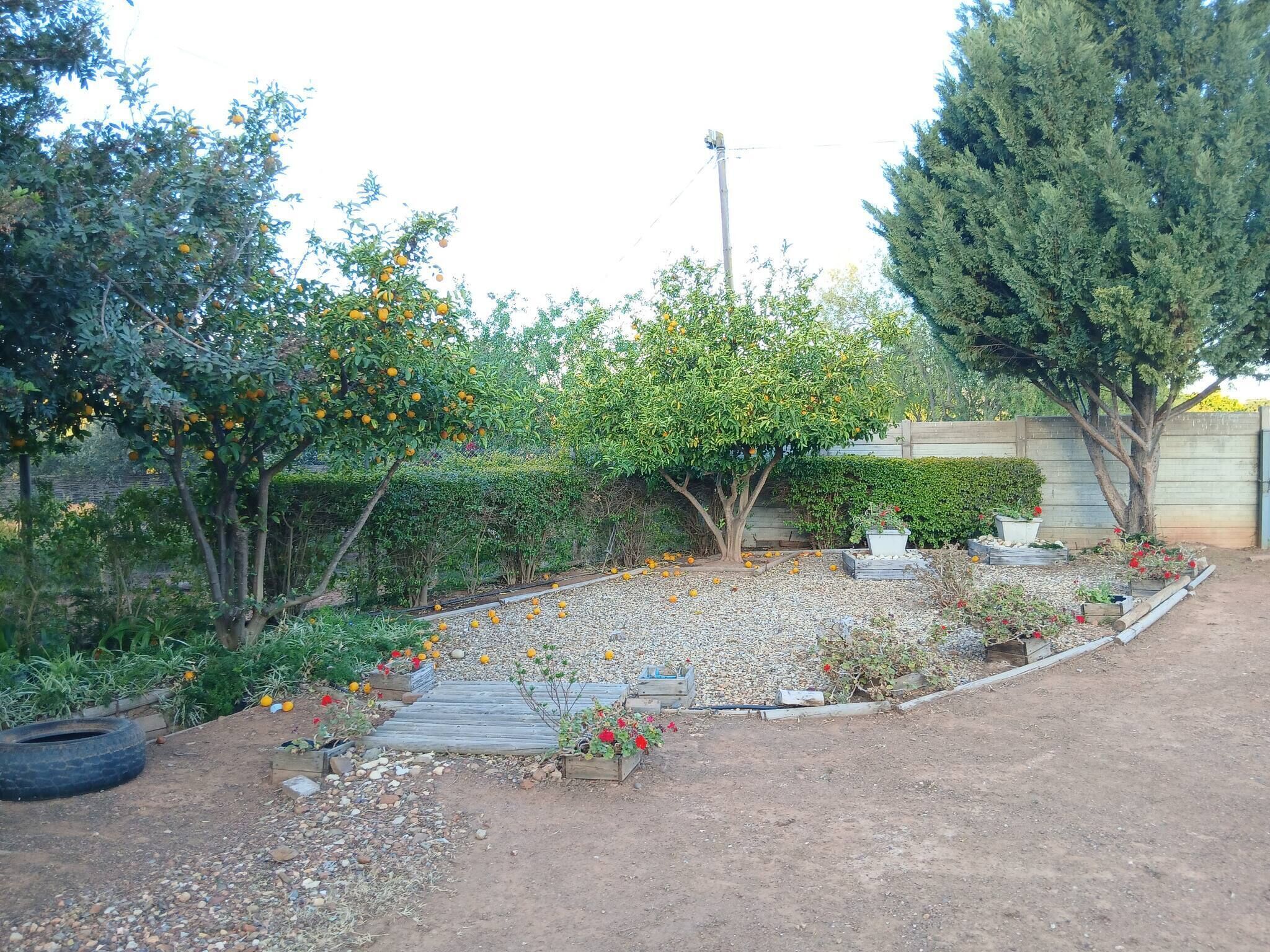 A garden with a gravel path, trees, and various plants.