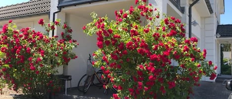 A house with a balcony, a bicycle, and red flowering bushes.