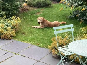 A dog lying on a grassy lawn with a metal chair and a round table nearby. - Two Miles From Town (Inverness)