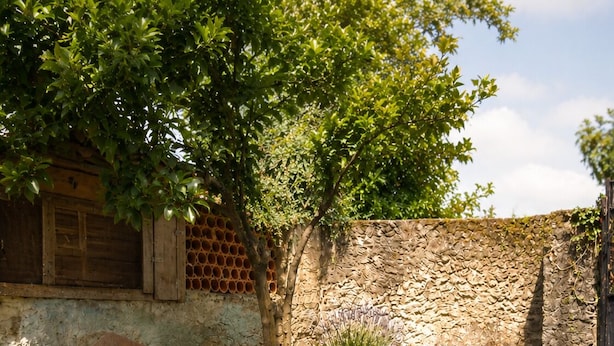 Two wooden chairs with a table, a potted plant, and a stone wall in a garden setting. - Quinta Farm stay (Lousã)