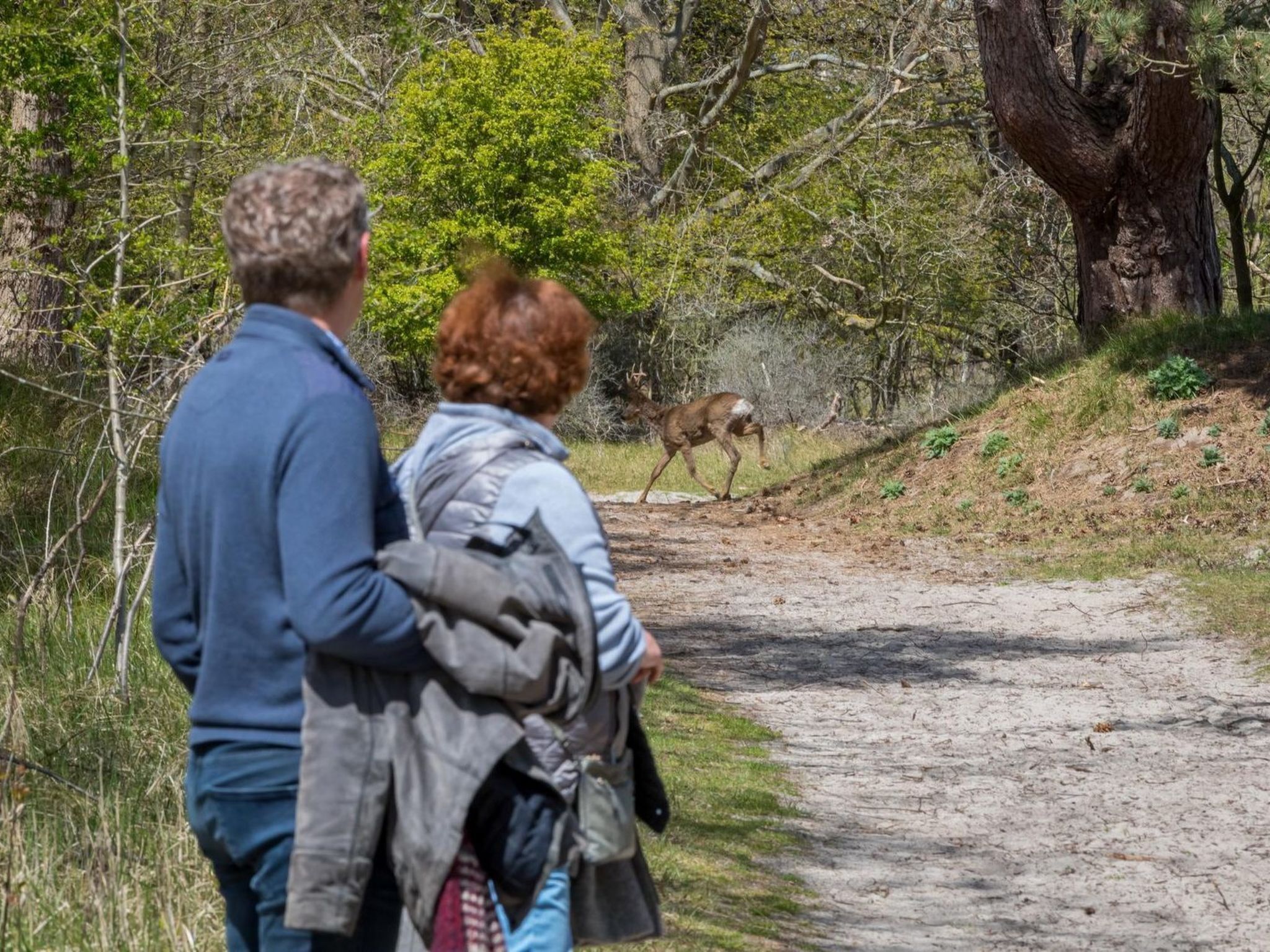 A dirt path with a deer in the distance, surrounded by trees and greenery.
