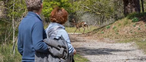 A dirt path with a deer in the distance, surrounded by trees and greenery.