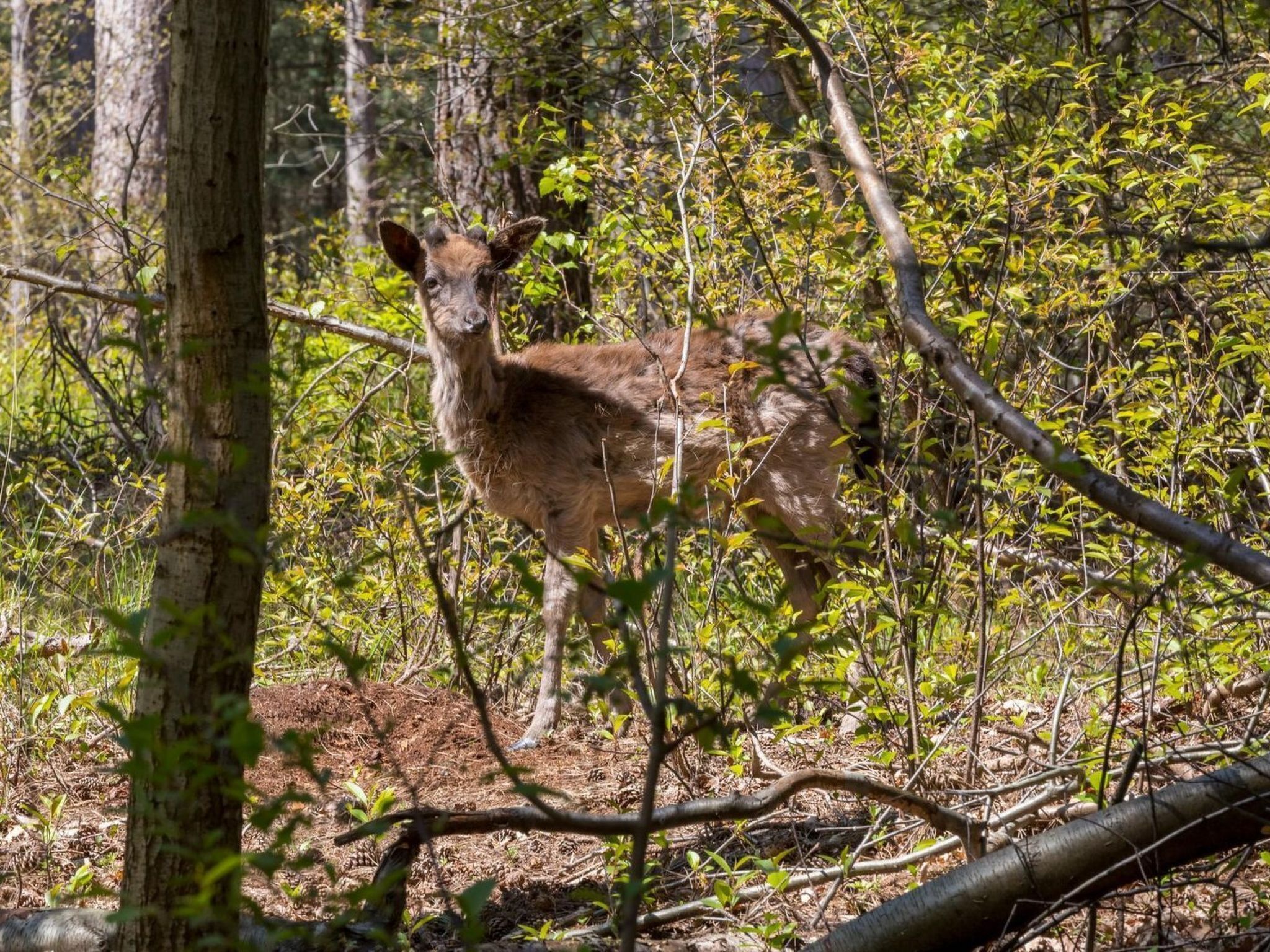 Metsäinen alue, jonka taustalla näkyy peura.
