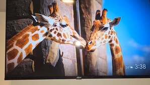 Et fjernsyn, der viser to giraffer.