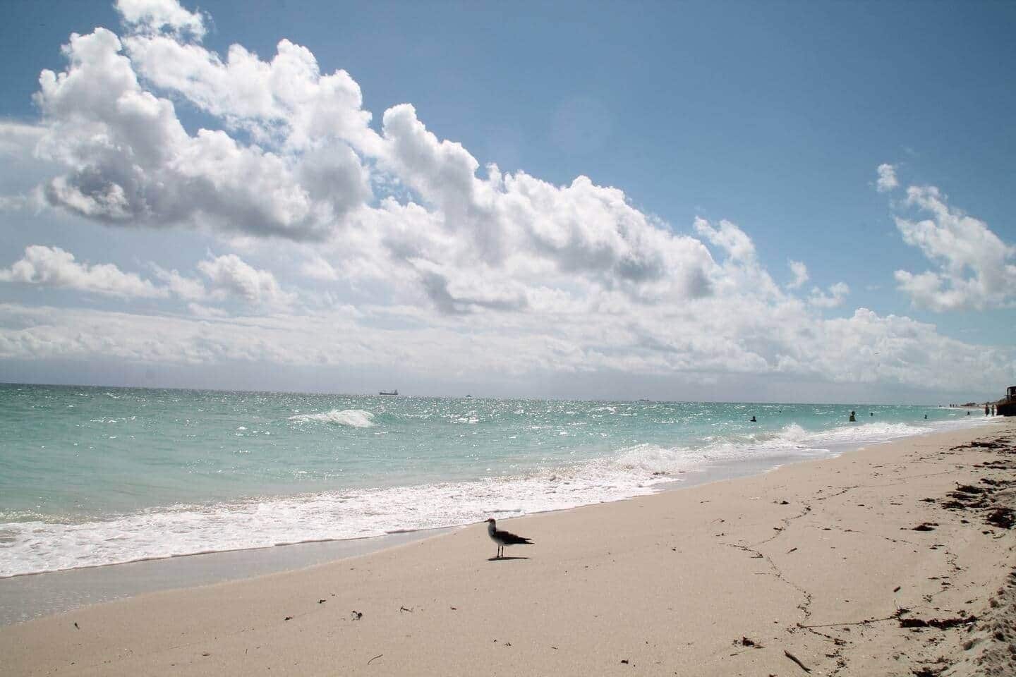 A beach with a bird on the sand, waves, and a clear sky.