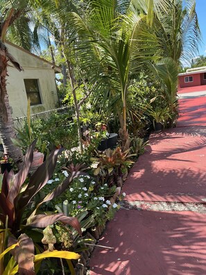 Un jardin avec différentes sortes de plantes et un chemin rouge.