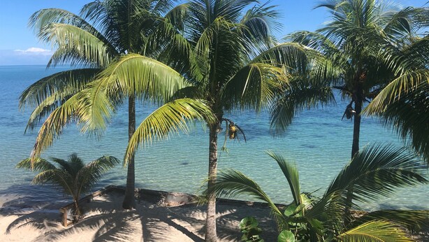 Ein Strand mit Palmen und klarem, blauem Wasser.