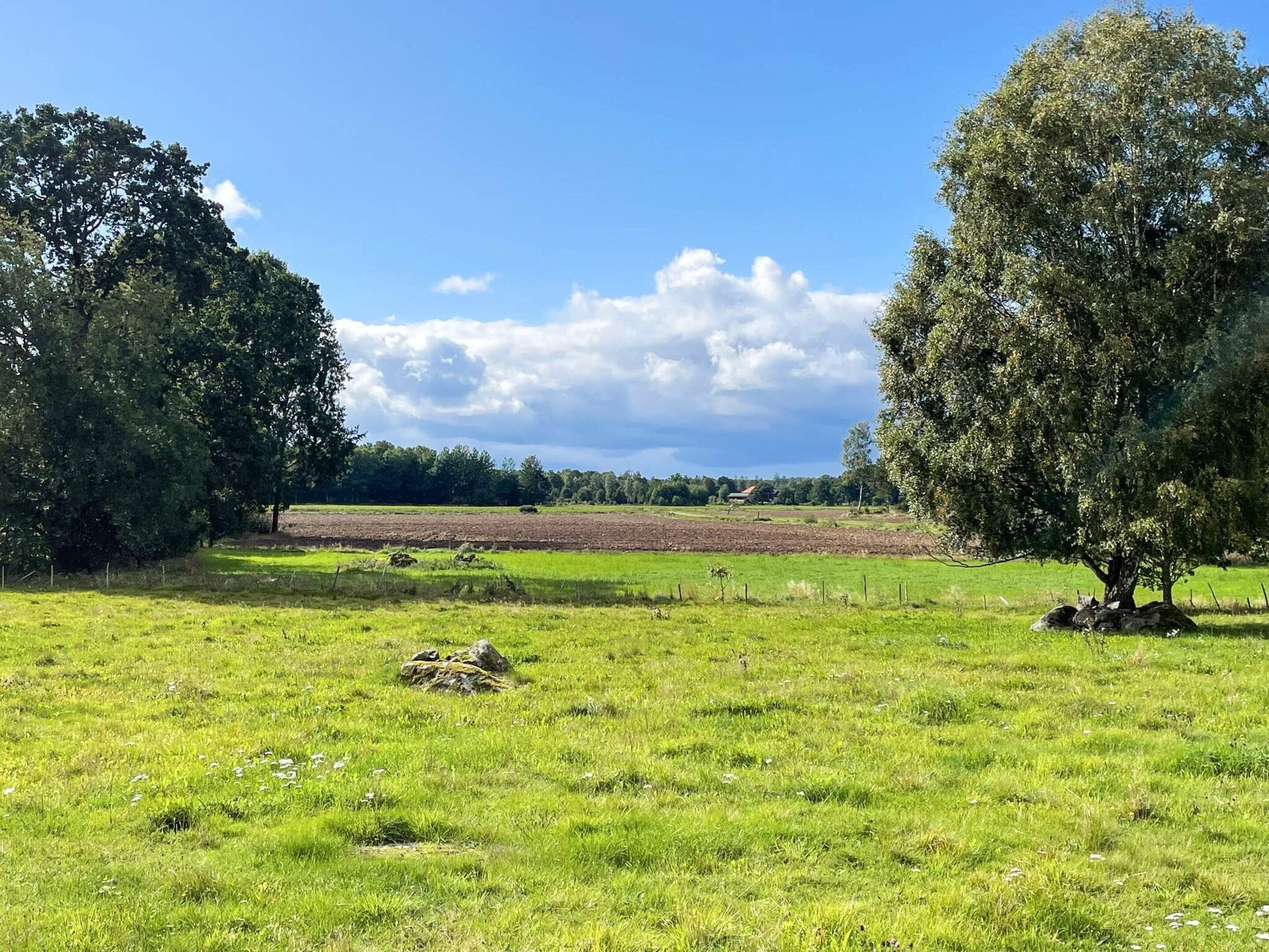 Ein grünes Feld mit Bäumen und blauem Himmel.