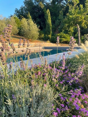 A garden with a pool, surrounded by various plants and trees.