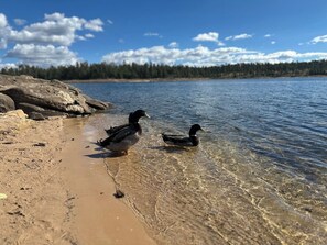Ein See mit Enten am Ufer.