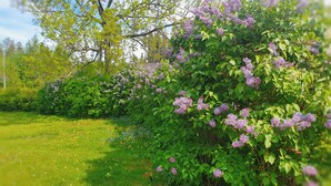 A garden with green grass, bushes, and purple flowers. - Family House Near Tiveden National Park with fireplace, piano, big property (Finnerödj)