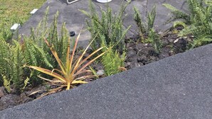 Ein überdachter Außenbereich mit Tisch und Stühlen, umgeben von Pflanzen und einem Pool.