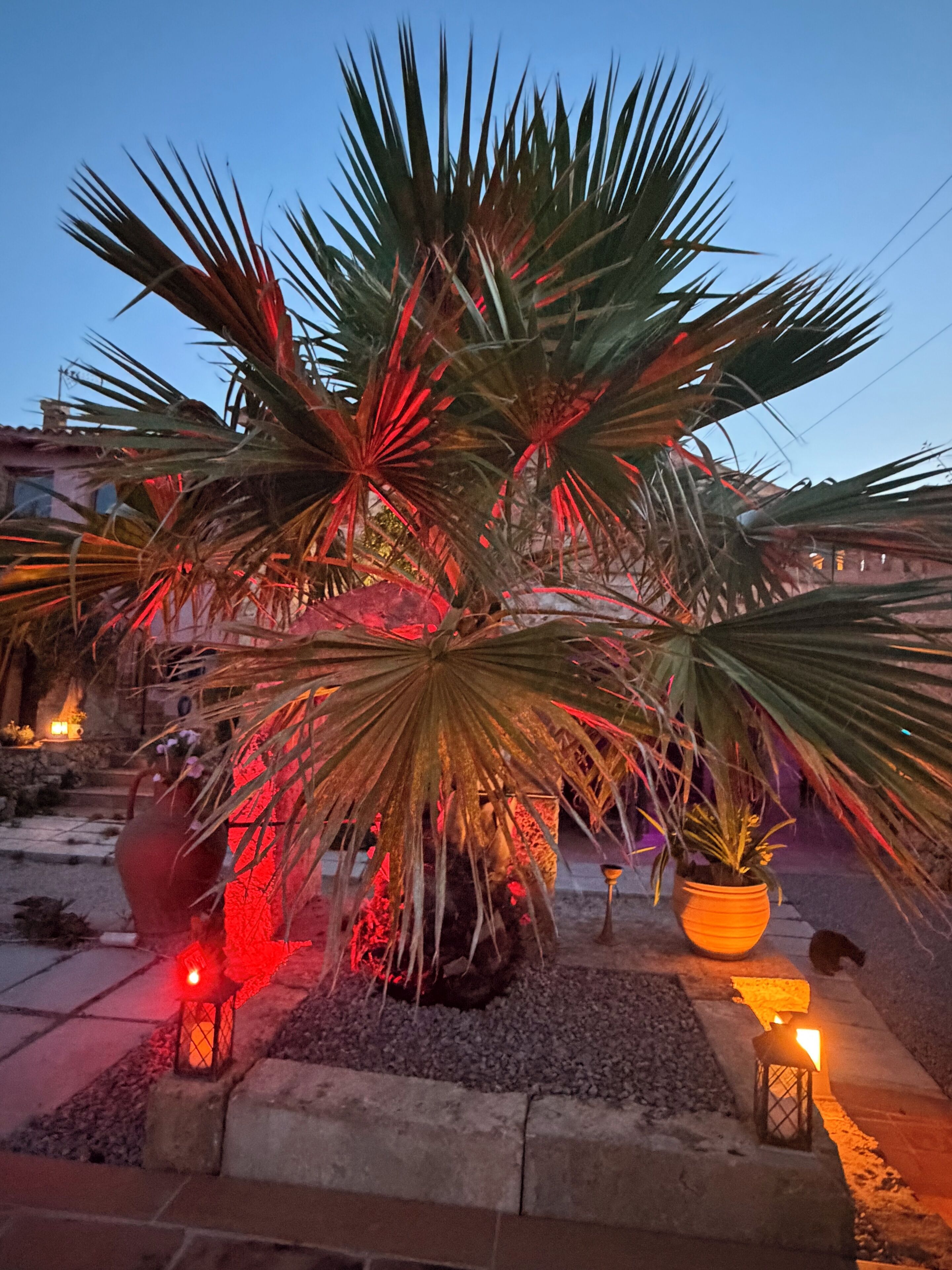A palm tree with red lighting, surrounded by stone slabs and small lanterns.