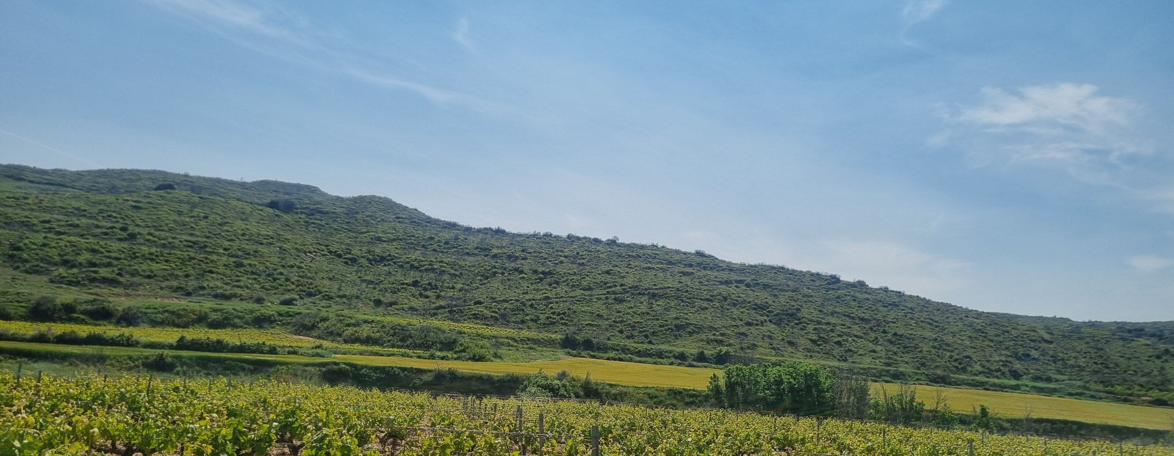 Ein Weinberg mit Rebenreihen und einer hügeligen Landschaft im Hintergrund.