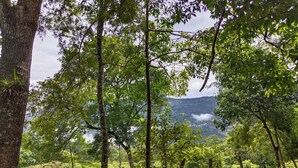 A forested area with a dirt path, trees, and a distant mountain. - Altico Lola Martínez (Tota)