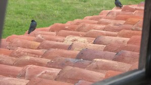 A bird perched on a red-tiled roof, viewed through a window. - Altico Lola Martínez (Tota)