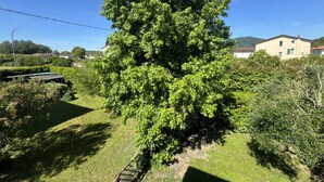 Ein großer Baum in einem gepflegten Garten, im Hintergrund ein Gebäude.