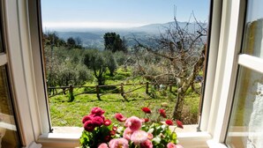 Ein Fenster mit Blick auf einen Weinberg und einen Holzzaun.