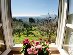 Ein Fenster mit Blick auf einen Weinberg und einen Holzzaun.