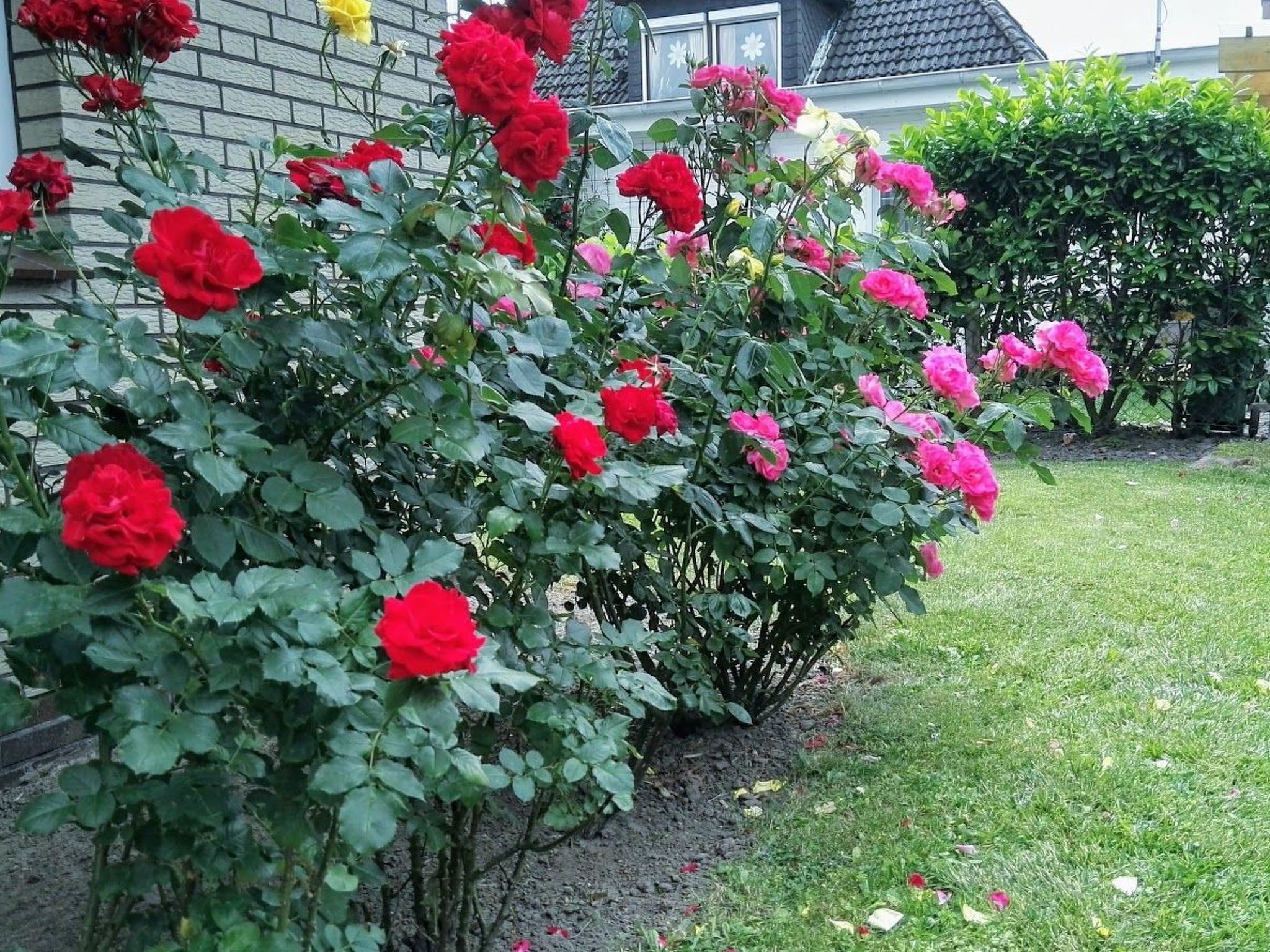 Un giardino con cespugli di rose in piena fioritura.