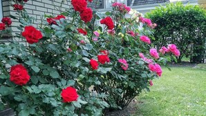 Ein Garten mit Rosenbüschen in voller Blüte.