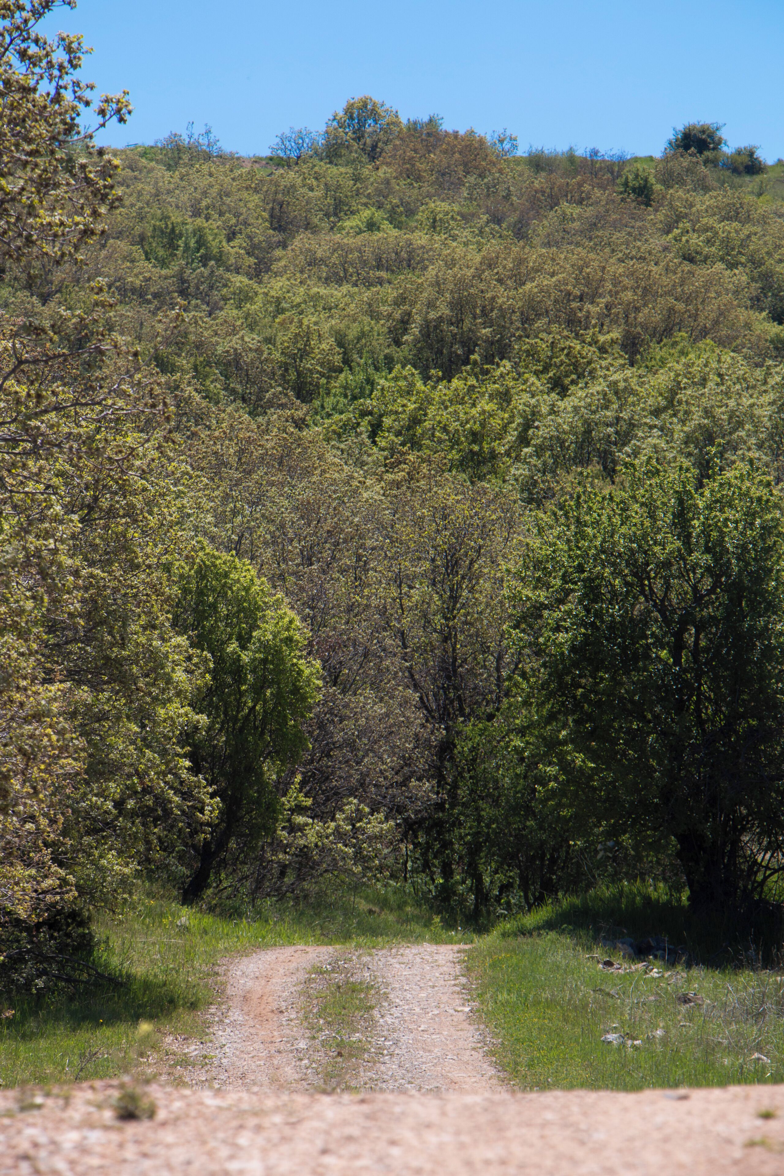 Un sendero de tierra que serpentea por un bosque denso, con una colina al fondo.