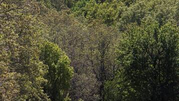 A dirt path leading through a dense forest with a hill in the background.
