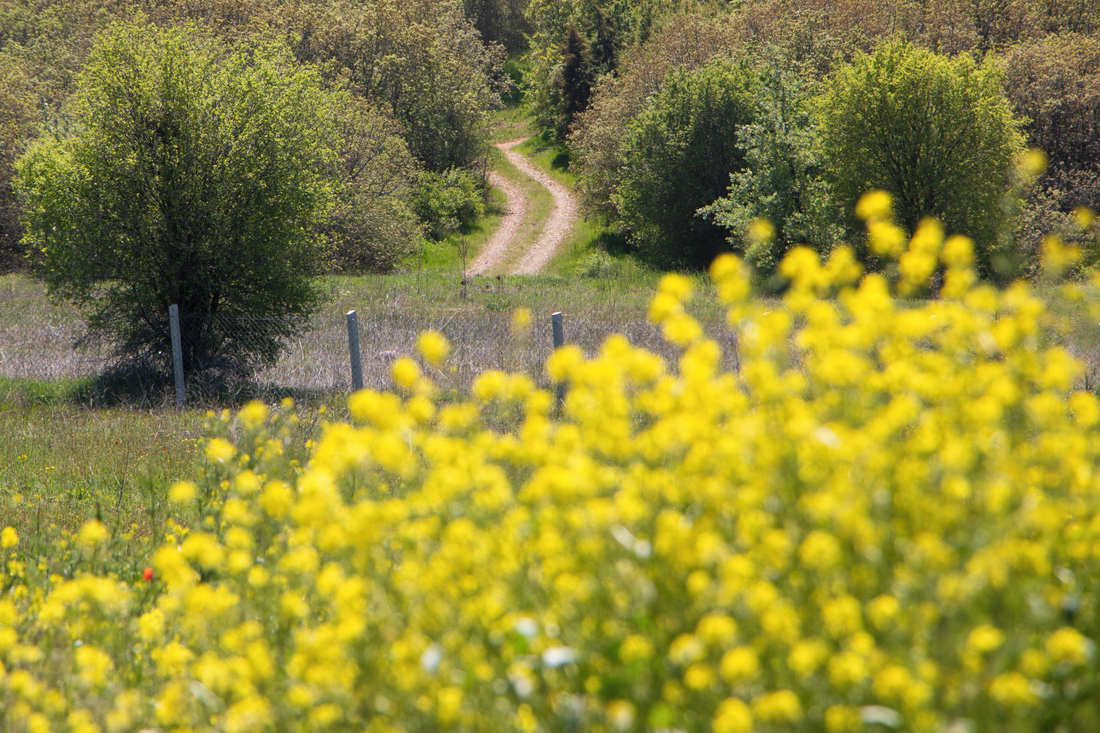 A rural landscape with a dirt path leading through trees and yellow flowers in the foreground.