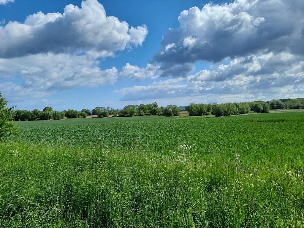 A field with a clear sky and scattered clouds.