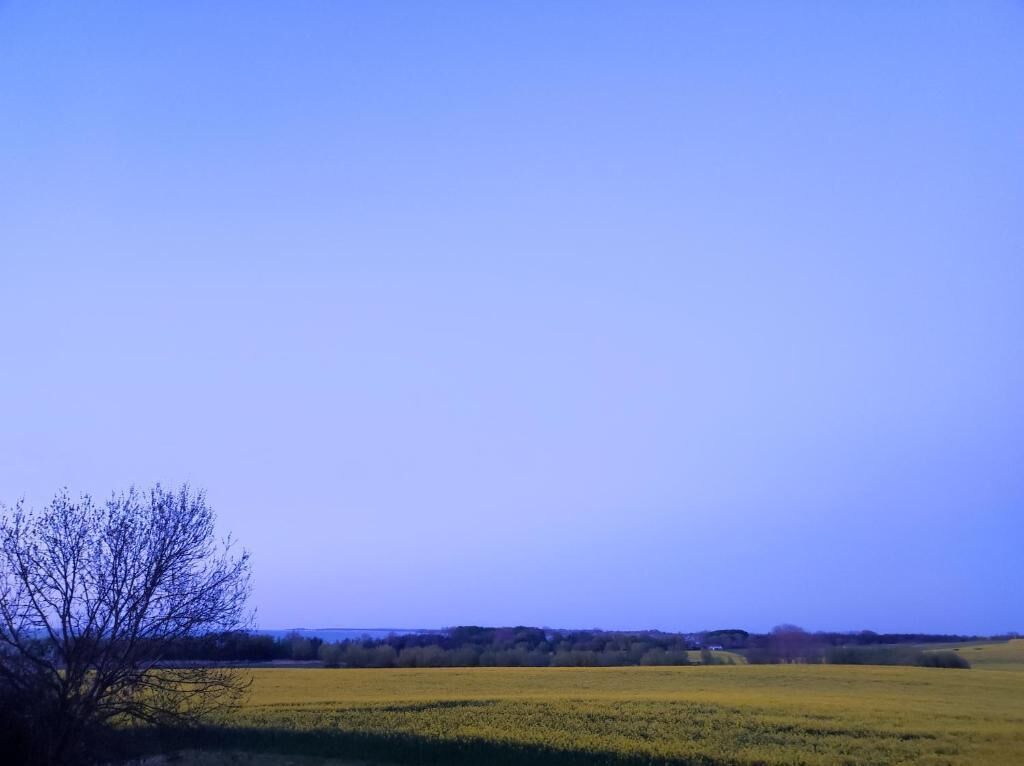 A flat landscape with a clear sky and a single tree in the foreground.