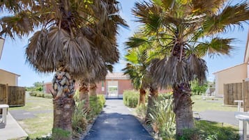 A pathway flanked by palm trees leading to a building with a red door.