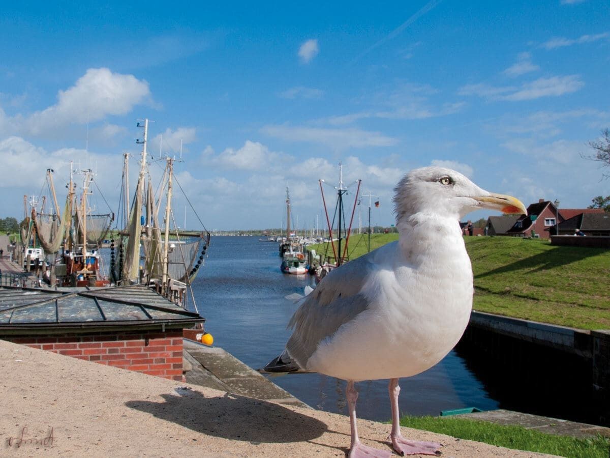 Eine Möwe steht an einem Ufer mit Booten und Fischernetzen im Hintergrund.