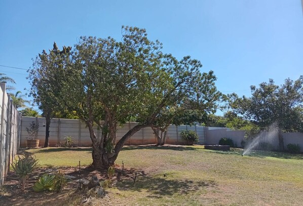 A tree in a yard with a wall in the background.
