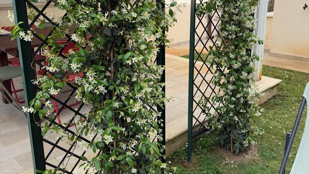 Een tuin met een lattenconstructie waar klimplanten aan groeien.